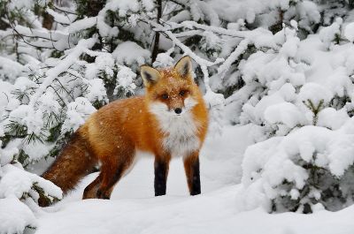 Wildtiere Schützen In Der Kalten Jahreszeit - Tierschutz - Land Steiermark